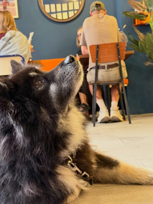 🇪🇸 ¡Nuestro segundo participante de los #ViernesDePerritos ya está aquí! 🐾
Esta vez nos visitó Obi 🐶, con una energía irresistible y una sonrisa que conquistó a todo el equipo de Doux-Amer. 💛
Cada vez se pone más difícil elegir al “Perrito Doux-Amer del Mes” 🏆

Gracias a su humana por compartir este momento tan bonito con nosotros ☕
Nos vemos el próximo finde para seguir disfrutando del brunch con nuestros peludos favoritos 🐾

#DogFriendlyValencia #CoffeewithNiki #DouxAmerVLC #DogFridays

⸻

🇬🇧 Our second #DogFridays guest is here! 🐾
This week we had the pleasure of meeting Obi 🐶, who filled Doux-Amer with pure joy and endless cuteness. 💛
The race for the “Doux-Amer Dog of the Month” title 🏆 is getting tougher!

Big thanks to his human for sharing such a lovely moment with us ☕
See you next weekend for more brunches and wagging tails! 🐾

#DogFriendlyValencia #CoffeewithNiki #DouxAmerVLC #DogFridays