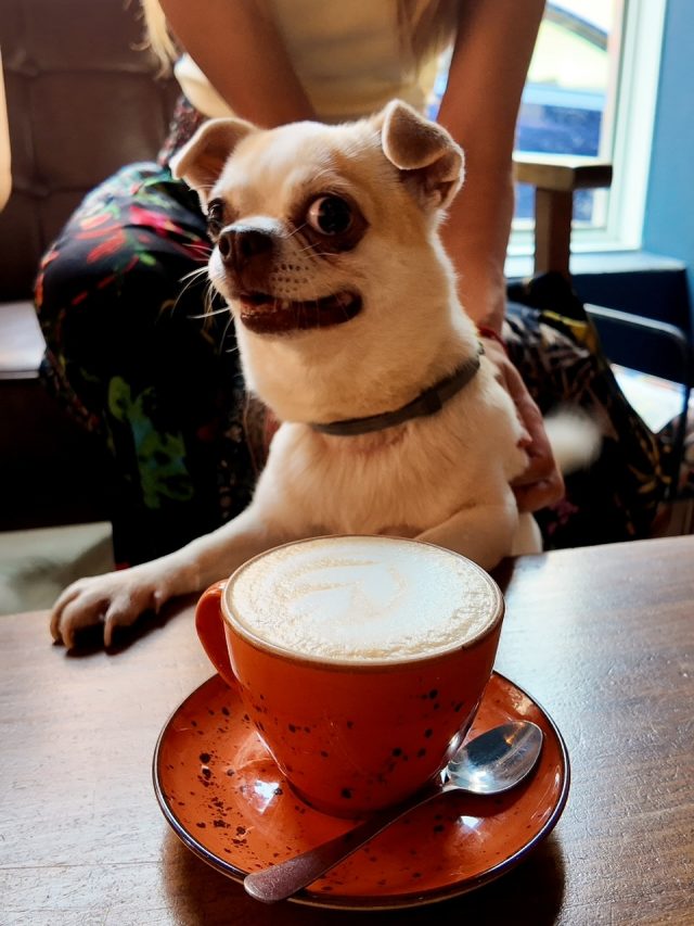 English version below ⬇️ 

Hoy llueve en Valencia 🌧️ pero eso no nos detiene 🐾✨
En Doux-Amer, los días de lluvia son aún más bonitos cuando vienes con tu mejor amigo peludo 🐶❤️
Dentro, fuera, con café caliente y muchas caricias… aquí siempre sois bienvenidos, los dos 🥰☕

🇬🇧
It’s raining in Valencia 🌧️ but that doesn’t stop us 🐾✨
At Doux-Amer, rainy days are even cozier when you come with your furry best friend 🐶❤️
Inside or outside, with a warm coffee and lots of cuddles… you’re both always welcome here 🥰☕