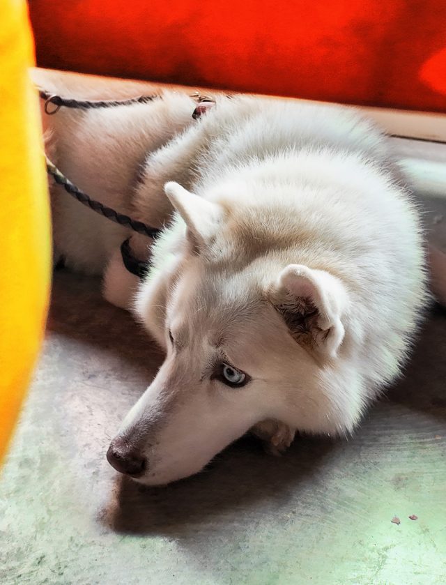 English version ⬇️ 
Entre mesas, aromas y charlas suaves… a veces aparece un visitante que hace el momento aún más especial.
 Este precioso peludito, blanco y elegante como un pequeño lobo, se refugió bajo uno de nuestros bancos buscando sombra, calma… y quizá un poco de compañía. 🐾✨
En Doux-Amer, también es hogar para ellos.
 🎄 Esta Navidad, tu momento dulce empieza en Doux.
📍 Doux-Amer Café / Centro y Cabañal
#DouxAmer #CaféDeEspecialidad #ValenciaCoffee DogFriendly MomentosConPeludos NavidadEnDoux CozyVibes CoffeeLovers BrunchValencia CaféConEncanto

Between tables, aromas and soft conversations… sometimes a visitor shows up and makes the moment even sweeter.
 This beautiful fluffy friend, white and wolf-like, found a cozy spot under one of our benches — looking for shade, calm… and maybe a bit of company. 🐾✨
At Doux-Amer, it’s home for them too.
 🎄 This Christmas, your sweet moment begins at Doux.
📍 Doux-Amer Café / Center and Cabañal