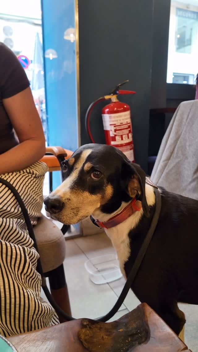 🇪🇸 En Doux-Amer amamos a las mascotas 🐶🐾 
Somos pet friendly porque sabemos que los mejores momentos se comparten con quienes más queremos y eso incluye a nuestros compañeros de cuatro patas. 

Aquí siempre serán bienvenidos. 
No podemos esperar a que vengas con tu mascota, tomes tu café favorito y disfrutes con nosotros. 

Es un plan, es un mood, es comunidad 🤍 

🇬🇧 At Doux-Amer we truly love pets 🐶🐾 
We are proudly pet friendly because the best moments are shared with the ones we love most and that includes our four-legged companions. 

They’re always welcome here. 
We can’t wait for you to come with your pet, grab your favorite coffee, and enjoy the vibe with us. 

It’s a plan, it’s a mood, it’s a community 🤍 
#PetFriendly #CoffeeTime #BrunchVibes #DouxAmer #communitylove♥️