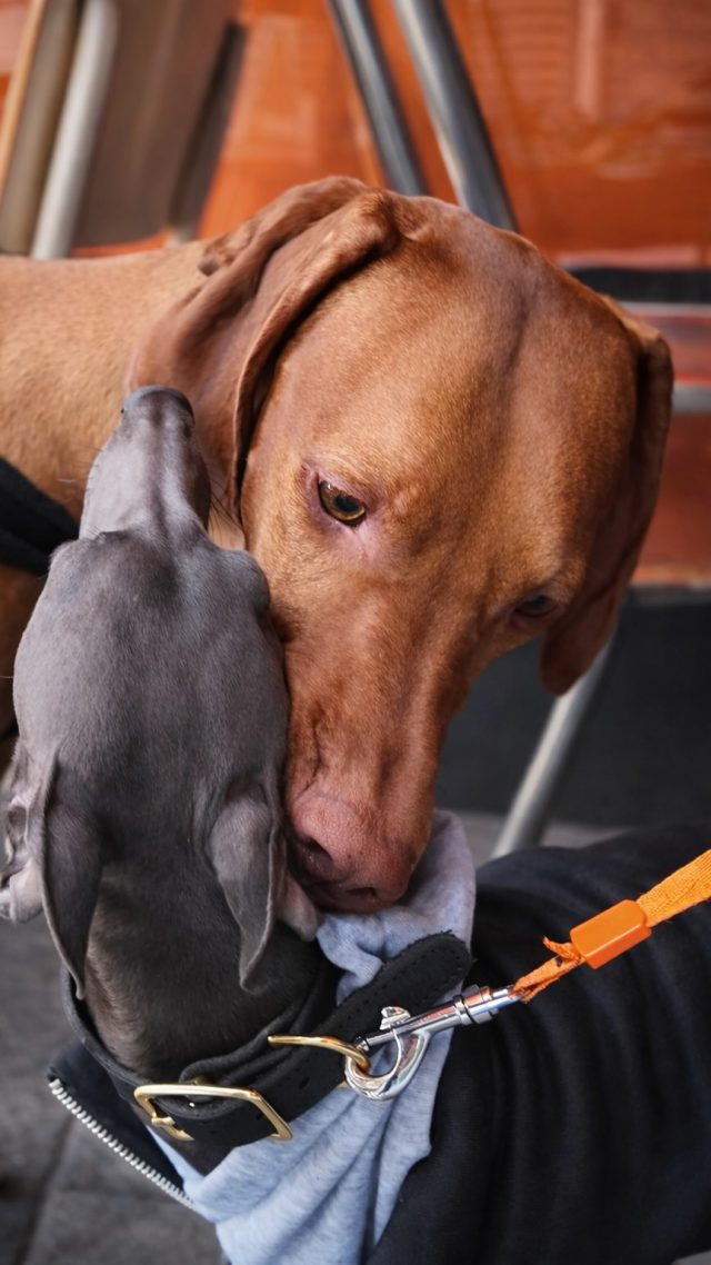 Momentos simples que lo dicen todo: buen café, buena compañía y ese sol que ya se siente a primavera. En Doux-Amer siempre hay sitio para ti… y para tu mejor amigo.