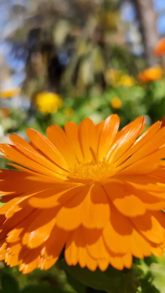 🇪🇸
La primavera en Valencia tiene algo especial… ☀️🌸
Las calles se llenan de luz, las terrazas vuelven a la vida y el olor a café recién hecho se mezcla con el aire suave del Mediterráneo.

En Doux-Amer, la primavera se saborea. Brunches llenos de color, cafés que invitan a quedarse y momentos que se alargan sin prisa. Ese lugar donde empiezas el día… y no quieres irte.

Ven a disfrutar del sol, del ambiente y de cada bocado. Porque en Valencia, la primavera no solo se ve… se vive.

🇬🇧
Spring in Valencia just feels different… ☀️🌸
The city fills with light, terraces come alive, and the smell of fresh coffee blends perfectly with the soft Mediterranean breeze.

At Doux-Amer, you can taste spring. Colorful brunches, coffees made to slow you down, and moments you’ll want to linger in. It’s the kind of place where your day begins… and you don’t feel like leaving.

Come enjoy the sun, the vibe, and every bite. Because in Valencia, spring isn’t just seen… it’s felt.

#ValenciaBrunch #VisitValencia #BrunchValencia #FoodieValencia #coffeelover