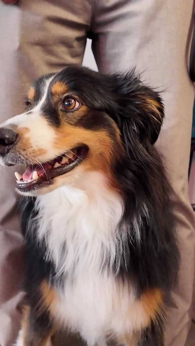 🇪🇸 Balou siempre encuentra su sitio.

Hay algo especial en cómo elige dónde estar… 
sin prisa, sin ruido, simplemente dejándose llevar. 
Entre cafés de especialidad, miradas y momentos tranquilos, 
Balou nos recuerda que a veces el mejor plan 
es justo el que no se planea.

📍 Doux-Amer Café / Centro y Cabañal

—

🇬🇧 Balou always finds his place.

There’s something special about the way he chooses where to be… 
no rush, no noise, just going with the moment. 
Between specialty coffee, glances, and quiet moments, 
Balou reminds us that sometimes 
the best plans are the ones you don’t make.

📍 Doux-Amer Café / Centro y Cabañal

#DouxAmer #PetFriendlyValencia #SpecialtyCoffee #DogFriendlyCafe #valenciacoffee