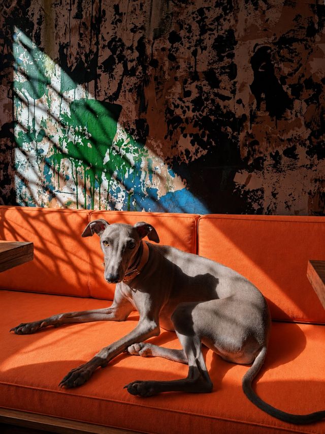 🇪🇸 Amamos a los perros y aquí siempre son bienvenidos. 🐶🤍
Café, brunch y tu mejor amigo. What else?

🇬🇧 We love dogs, and they’re always welcome here. 🐾
Good coffee, good food, best company. ☕️🤍

#VisitValencia #ValenciaCoffee #ElCabanyal #CafeValencia #ValenciaBrunch
