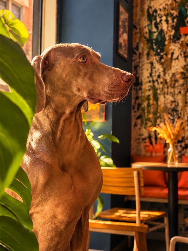 🇪🇸 Amamos a los perros y aquí siempre son bienvenidos. 🐶🤍
Café, brunch y tu mejor amigo. What else?

🇬🇧 We love dogs, and they’re always welcome here. 🐾
Good coffee, good food, best company. ☕️🤍

#VisitValencia #ValenciaCoffee #ElCabanyal #CafeValencia #ValenciaBrunch